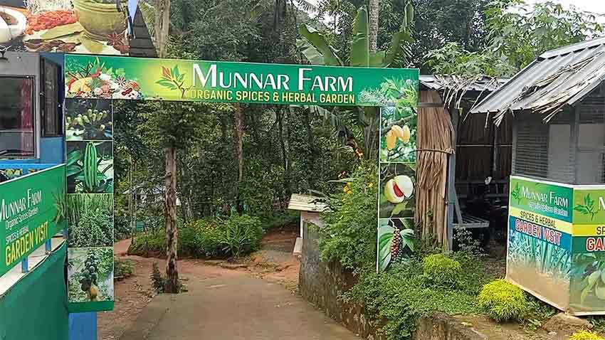 Tourists exploring spice plantations in Munnar Kerala