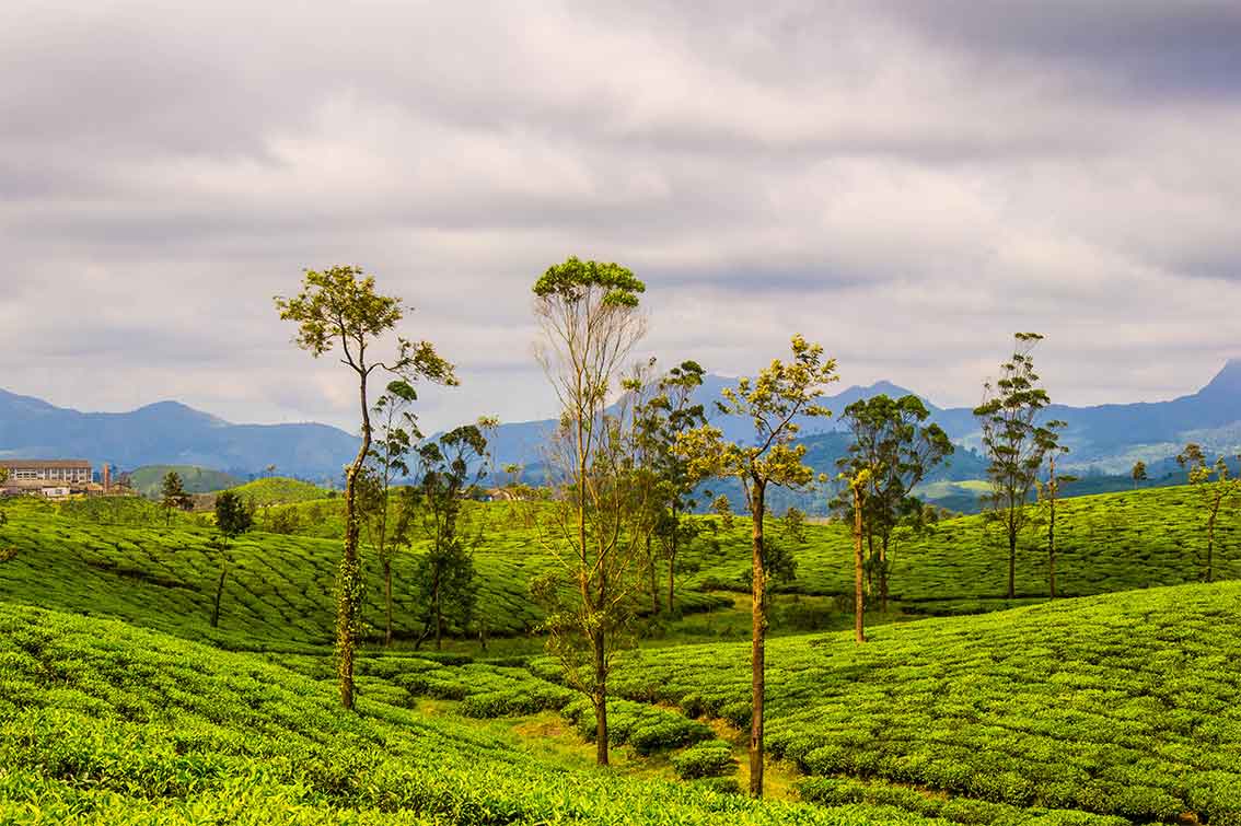 Tea plantations in Munnar Kerala popular tourist attraction