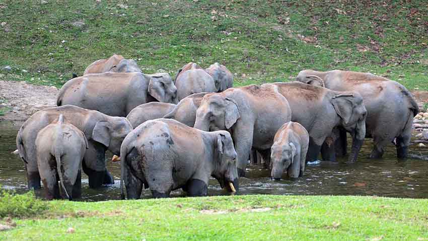 Close-up of elephants at Anakkulam Kerala