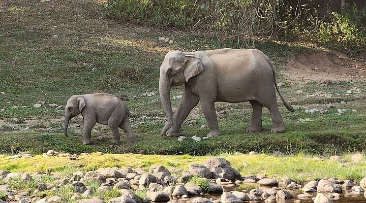 Elephants crossing forest path at Anakkulam