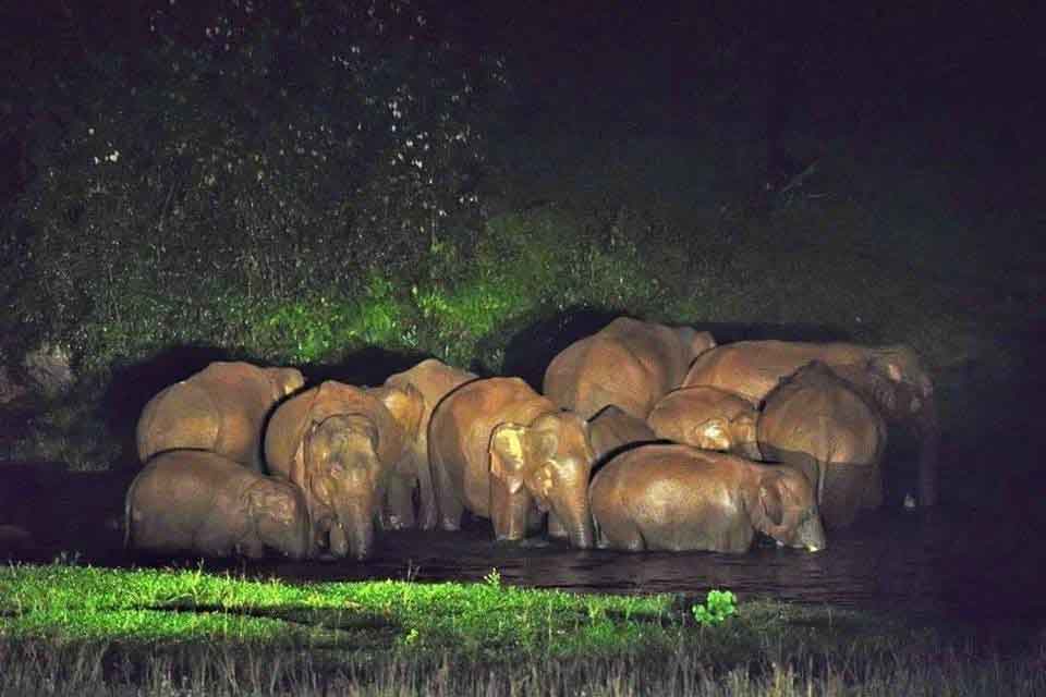 Elephant family gathering at Anakkulam Munnar