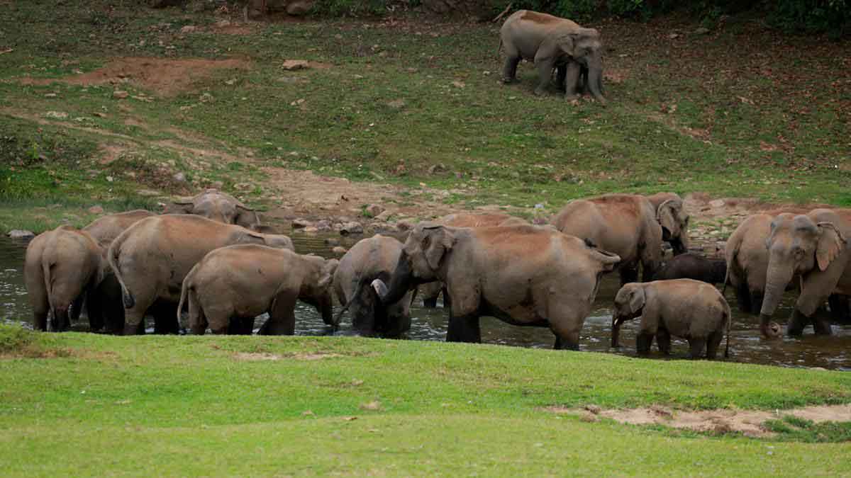 Herd of elephants at Anakkulam Munnar