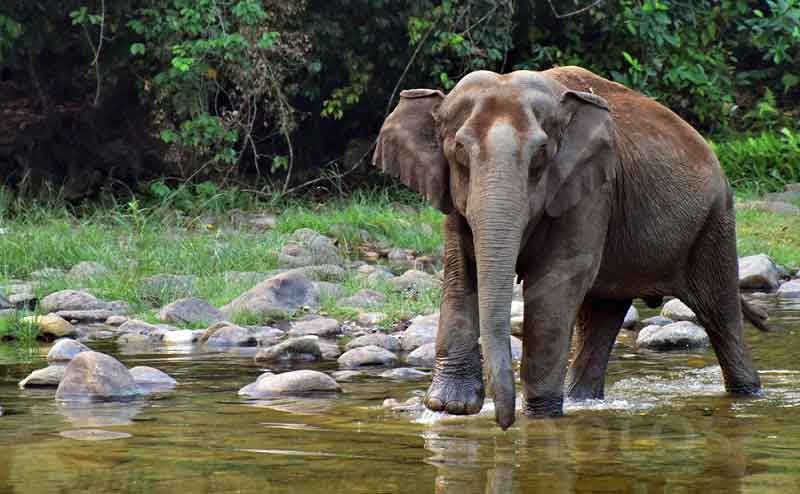 Elephants arriving in evening at Anakkulam