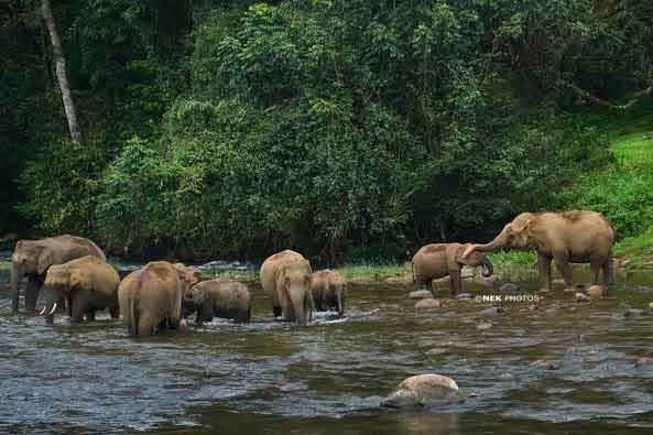 Elephants drinking water from Anakkulam stream
