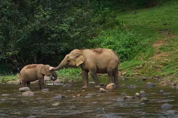 Forest jeep route to Anakkulam Munnar