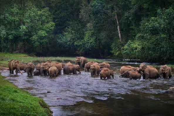 Jeep safari to Anakkulam elephant spot