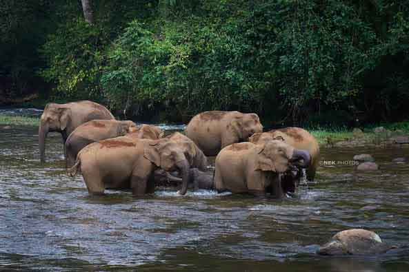 Tourists watching elephants at Anakkulam safely