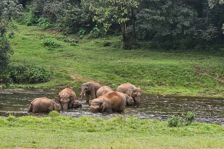 Anakkulam village scenery near Munnar