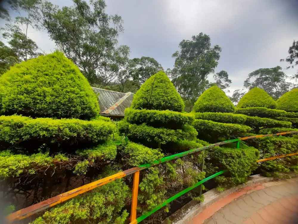 Rare plants and greenery at Government Botanical Garden Munnar