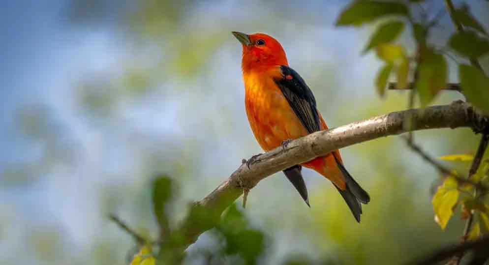 Forest Camping in Munnar