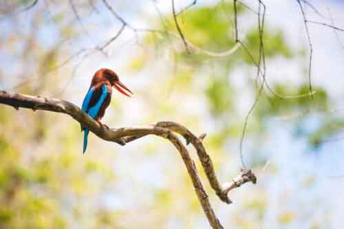 Bird Watching at Chinnar Wildlife Sanctuary Munnar Kerala