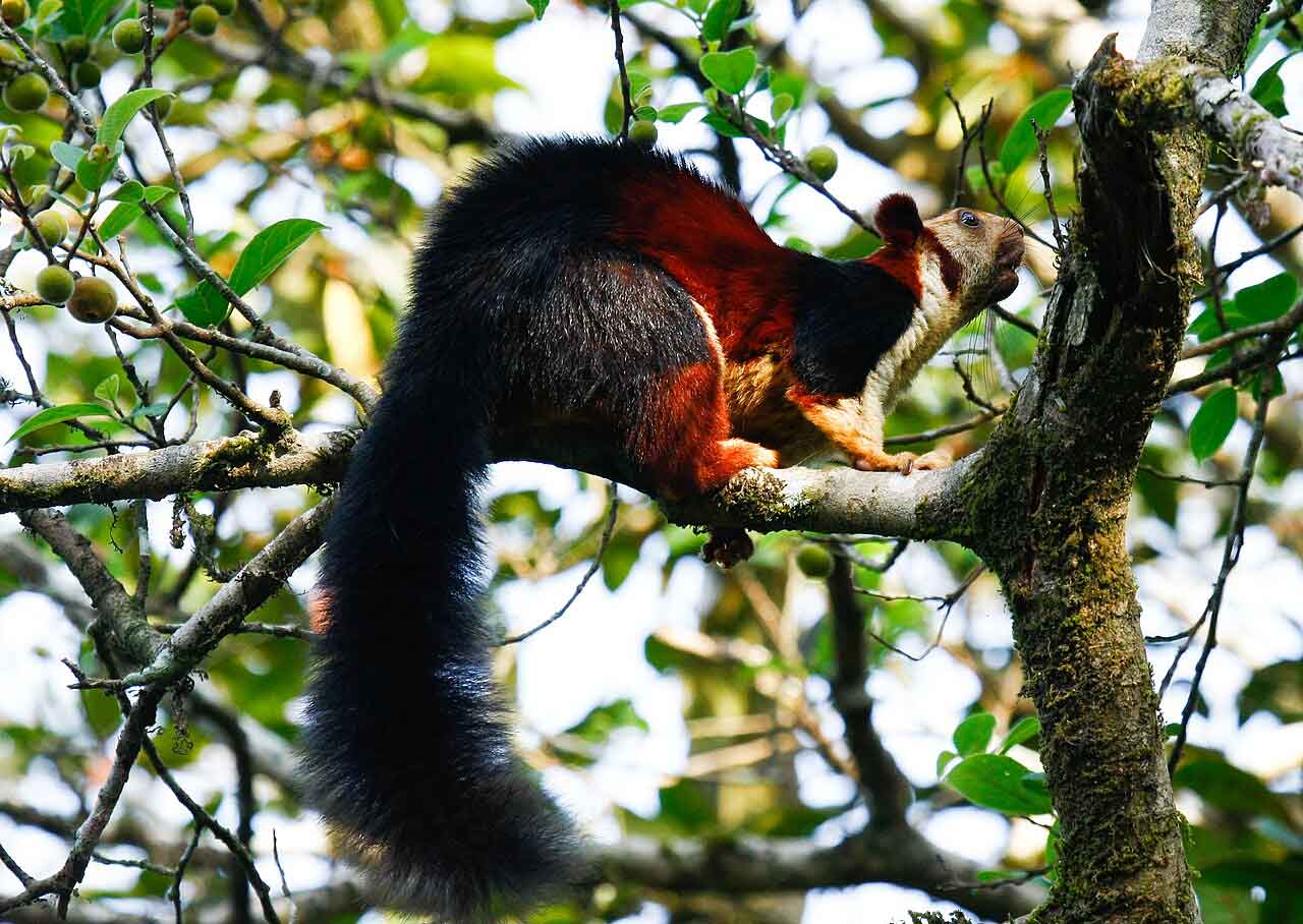 Giant Squirrel in Chinnar Wildlife Sanctuary Kerala