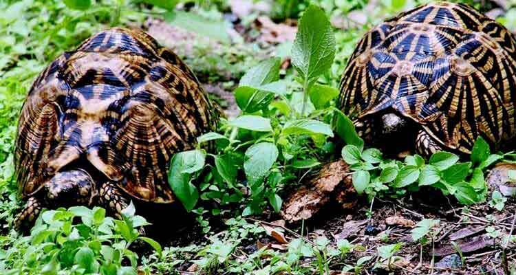 Rare Indian Star Tortoise found at Chinnar Wildlife Sanctuary Kerala