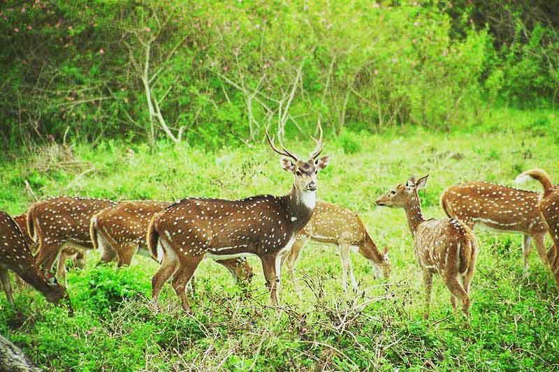 Sambar Deer in Chinnar Wildlife Sanctuary Munnar Kerala