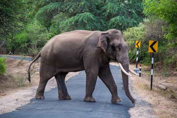 Wild Elephants roaming in Chinnar Wildlife Sanctuary Kerala