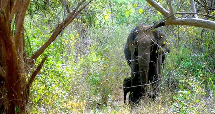 Jeep Safari at Chinnar Wildlife Sanctuary Munnar Kerala
