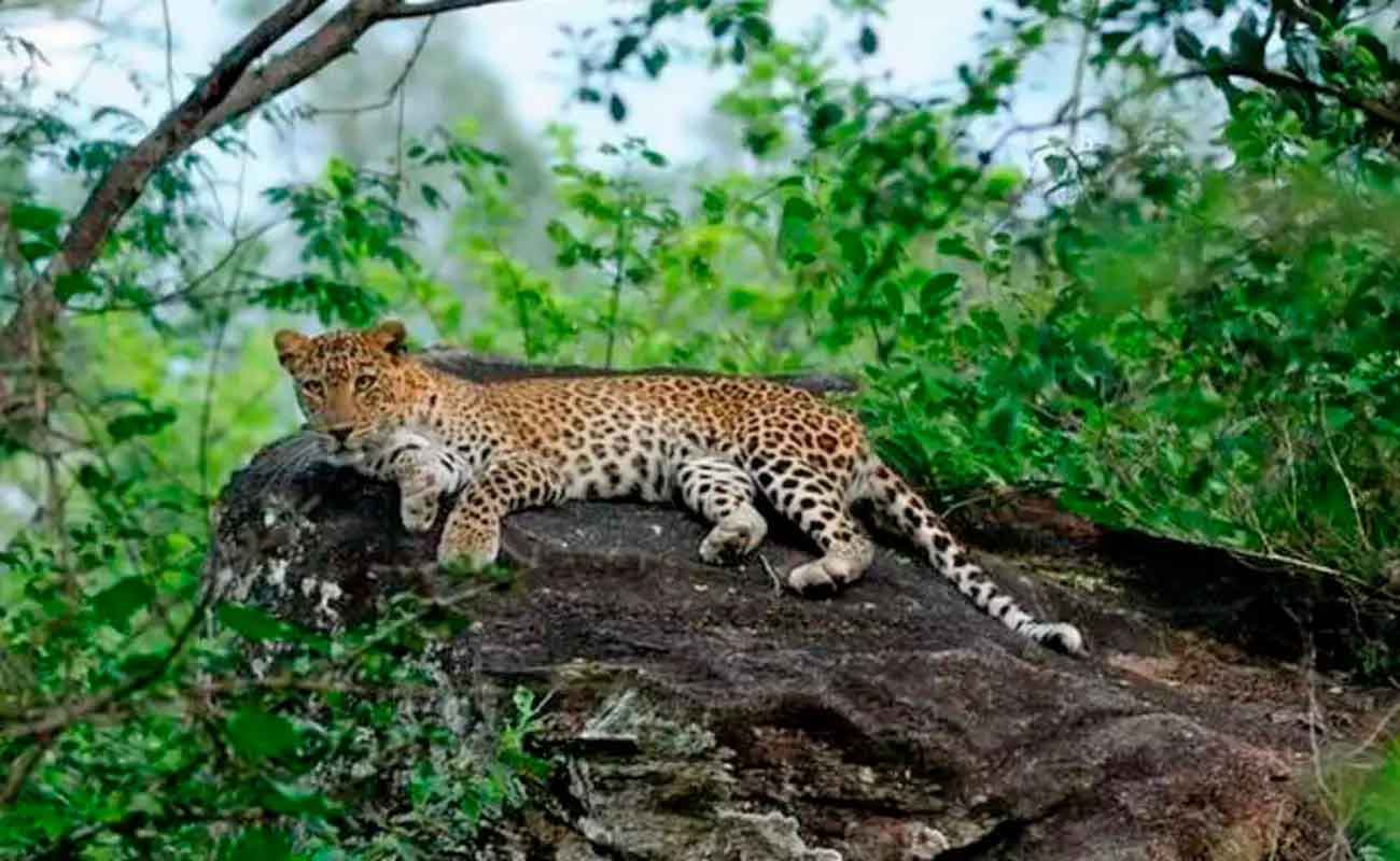 Chinnar Wildlife Sanctuary scenic view