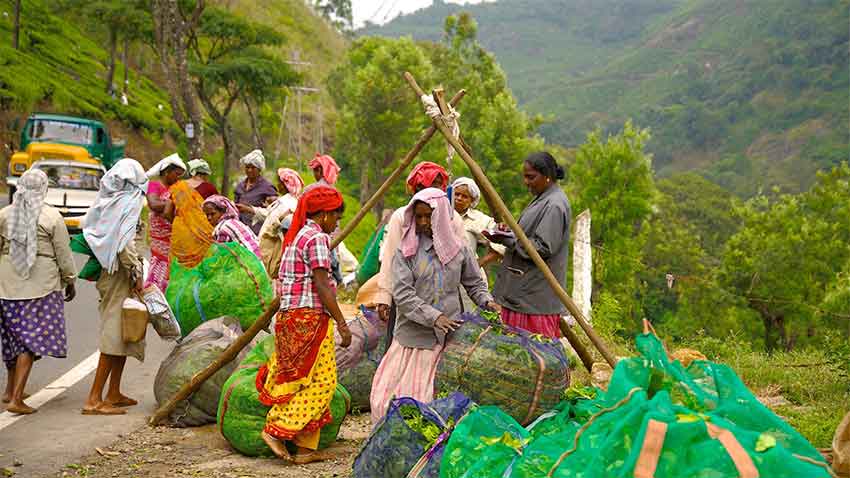 Tea Estate Workers Lifestyle in Munnar – Plantation Culture and Heritage
