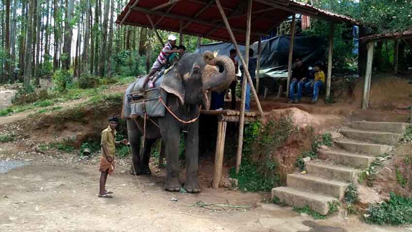 Elephant bathing demonstration near Munnar