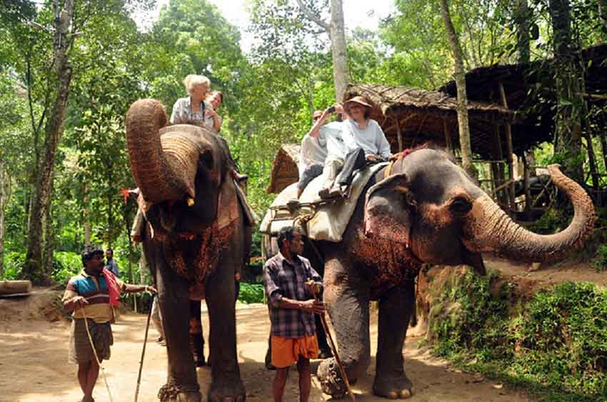 Tourist feeding elephants at Munnar camp