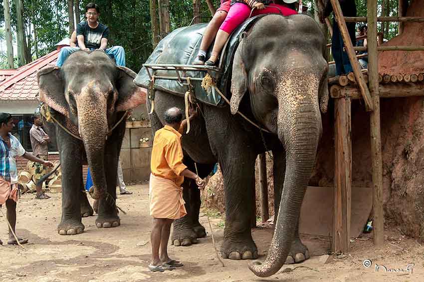 Carmelagiri Elephant Park Munnar ride experience