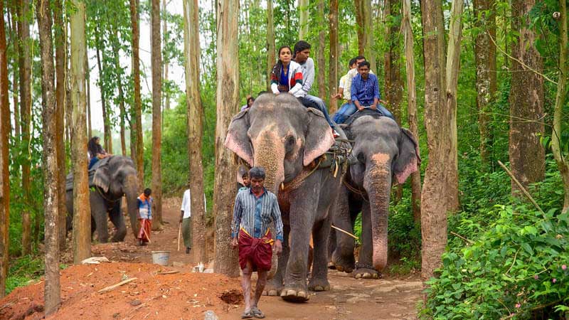 Elephant ride safari near Munnar through tea plantations