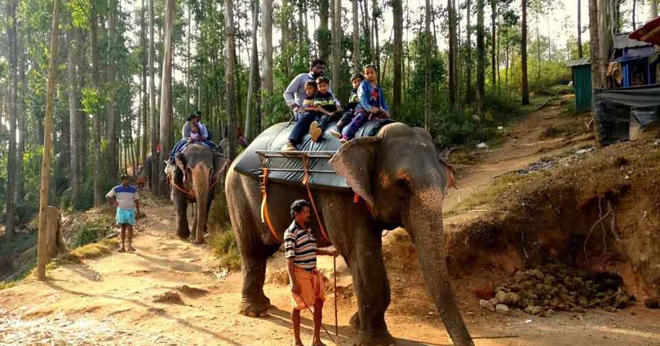 Tourists enjoying elephant safari in Munnar