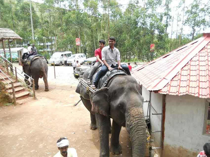 Photography during elephant ride safari in Munnar
