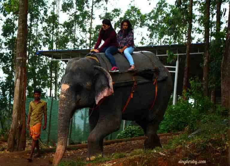 Adventure safari elephant ride in Munnar