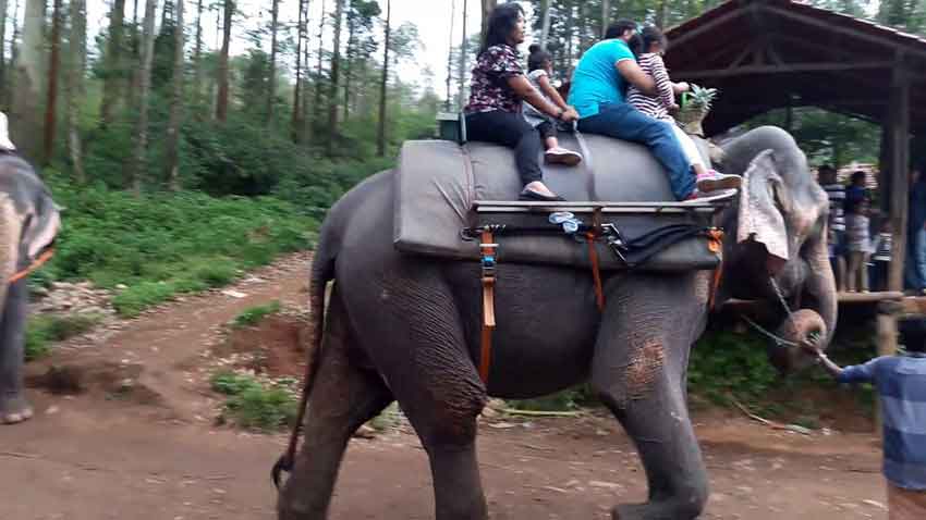 Family enjoying elephant ride safari in Munnar