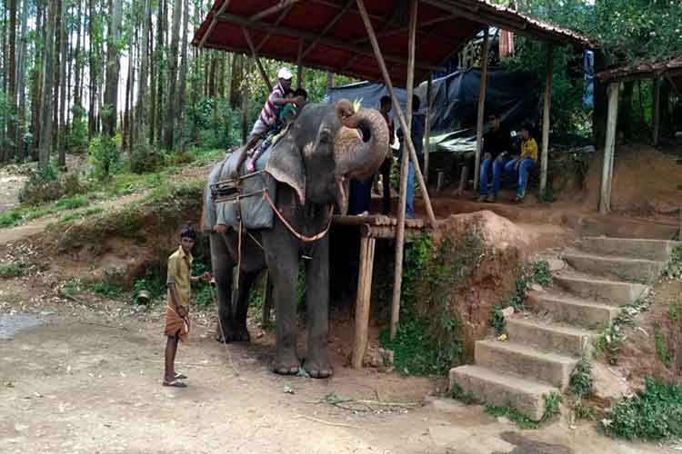 Elephant ride price details in Munnar