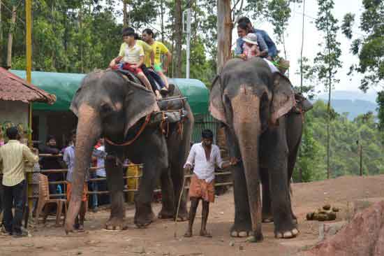 Elephant ride tour for families in Munnar