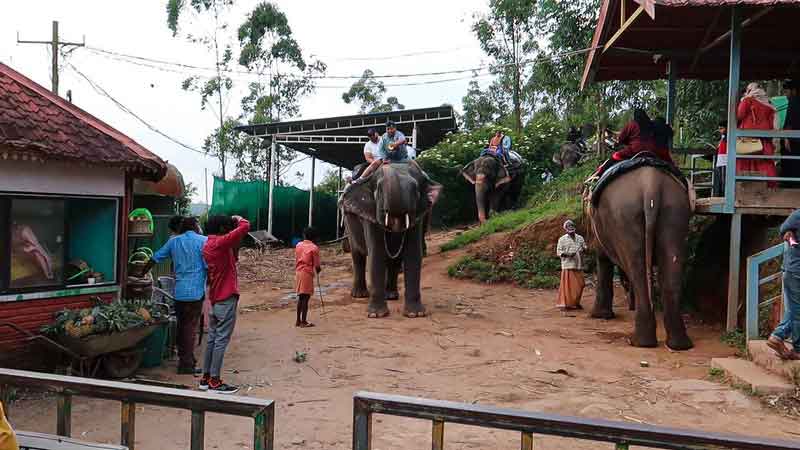 Tourist spot elephant ride attraction in Munnar