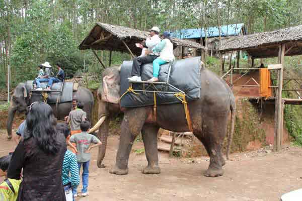 Sightseeing elephant ride in Munnar Kerala