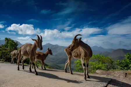 Best time to visit Eravikulam National Park Munnar Kerala