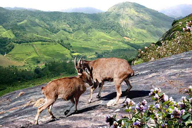 Lush greenery at Eravikulam National Park Kerala