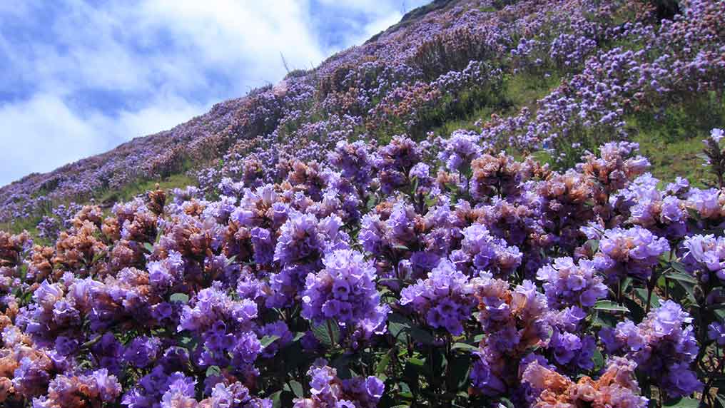 Neelakurinji flowers blooming at Eravikulam National Park Kerala