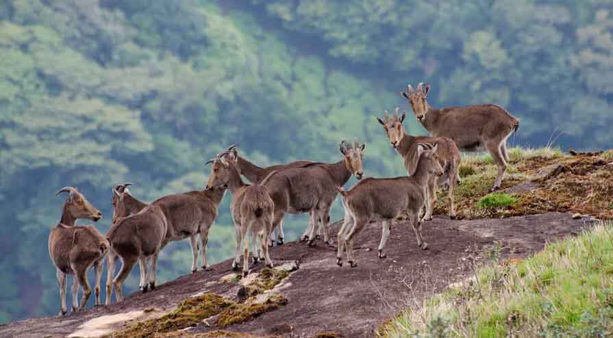 Nilgiri Tahr at Eravikulam National Park Munnar Kerala