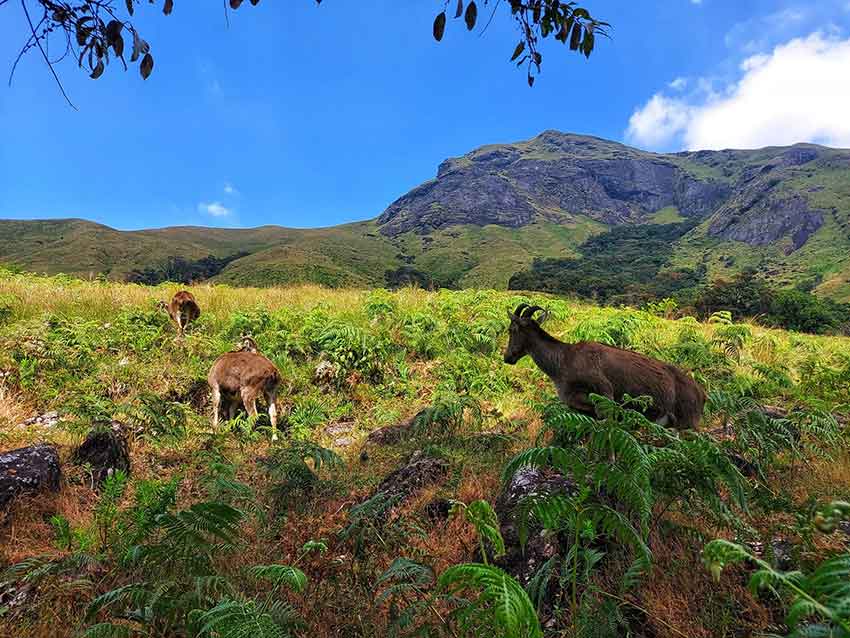 Scenic mountain view at Eravikulam National Park Munnar