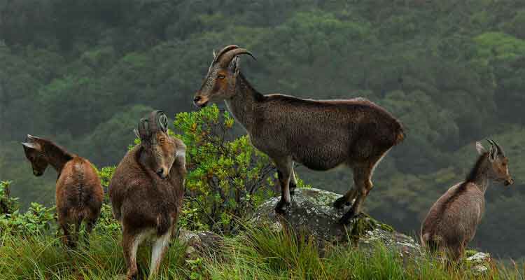 Wildlife spotting inside Eravikulam National Park Kerala
