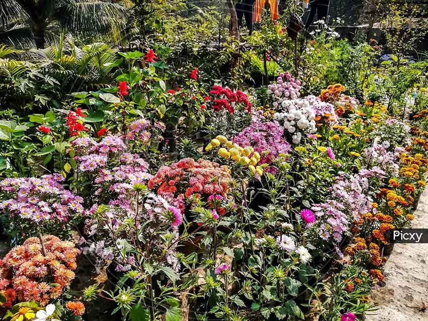 Botanical Garden Munnar Kerala tourist attraction with exotic plants and flowers