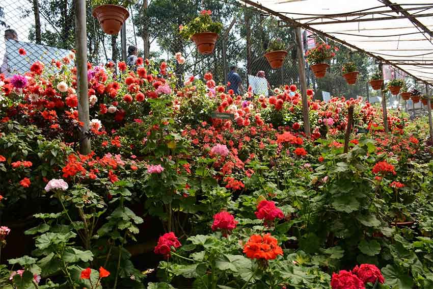 Rose Garden Munnar Kerala colorful flower garden tourist spot