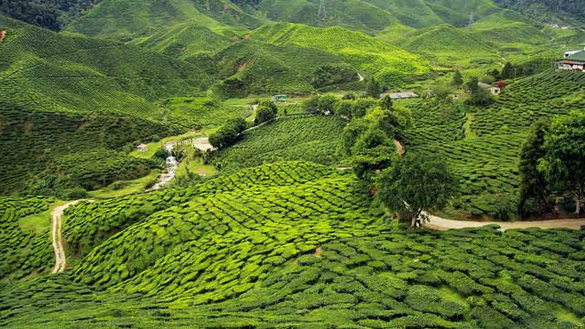 Misty Hills at Gap Road View Point Munnar