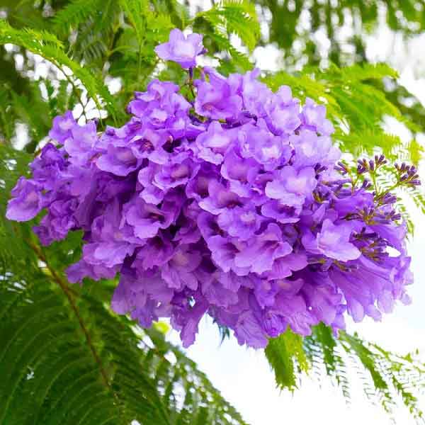 Blooming jacaranda flowers adding purple hues to the tea gardens at Green Valley View Munnar