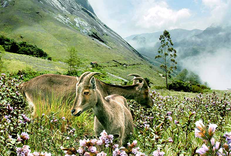 Munnar Travel Agency Team