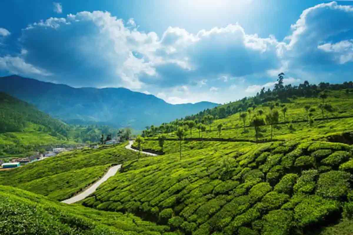 Jeep Safari Tea Gardens Munnar