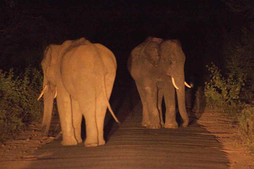 Private Jeep Safari in Munnar