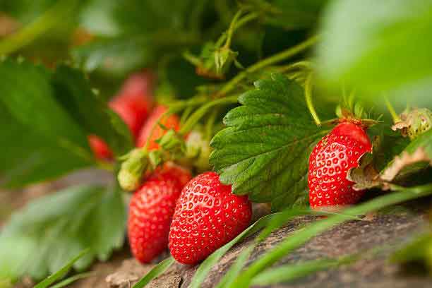 Fruit Garden View Point Kanthalloor Marayoor