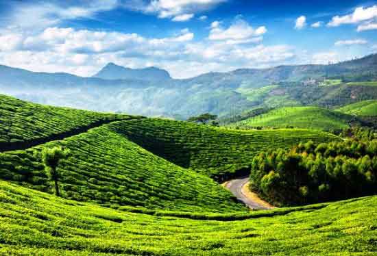 Tea processing inside Lockhart Factory Munnar Kerala