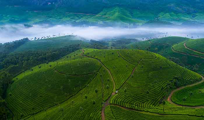 Tourists visiting Lockhart Tea Estate in Munnar